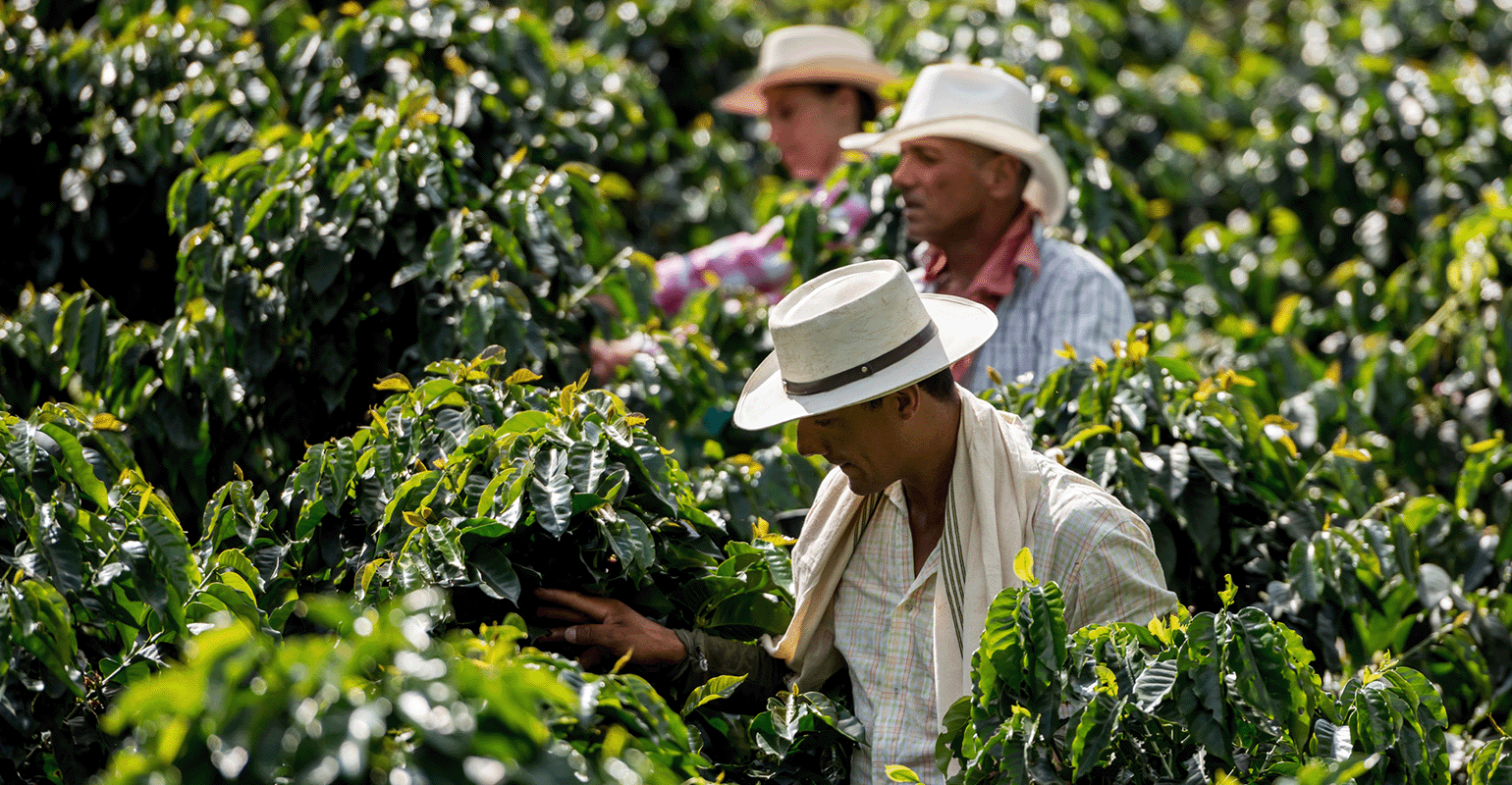 Biofortified beans tackle hidden hunger in Colombian coffee fields